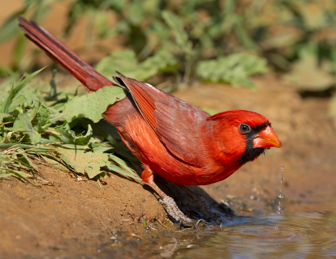 cardinals facts bright red cardinal