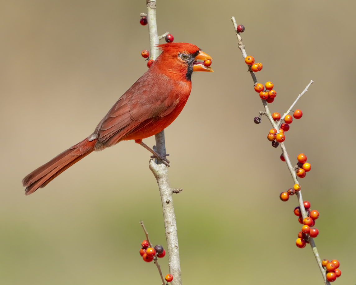 cardinals fact Northern Cardinal Eating Berries