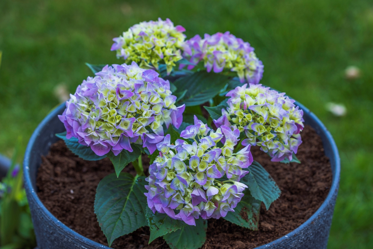 can hydrangeas grow in pots - blue hydrangeas in pot