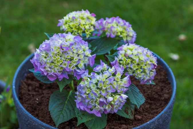 Can Hydrangeas Grow in Pots?