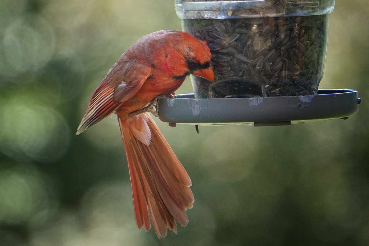 cardinal facts cardinal at feeder