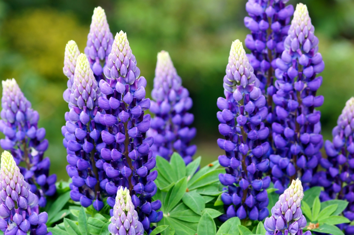 flowers that attract butterflies - lupine
