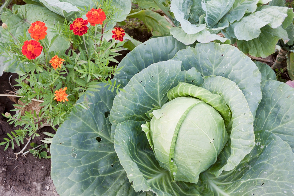 how to get rid of cabbage worms - marigold next to cabbage