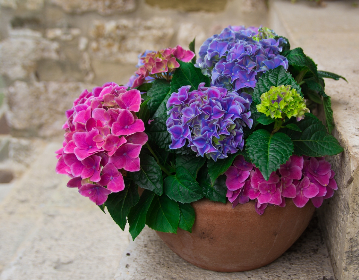 can hydrangeas grow in pots - multi-color hydrangeas in pot