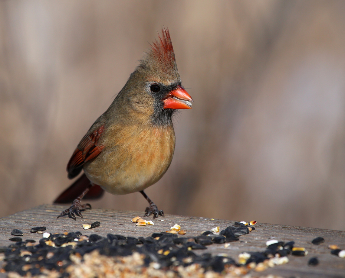 cardinals facts northern cardinal