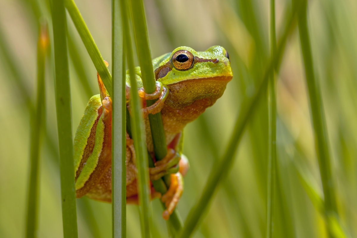 12 Ways to Predict the Weather by Watching Nature in Your Backyard - frog hanging on grass