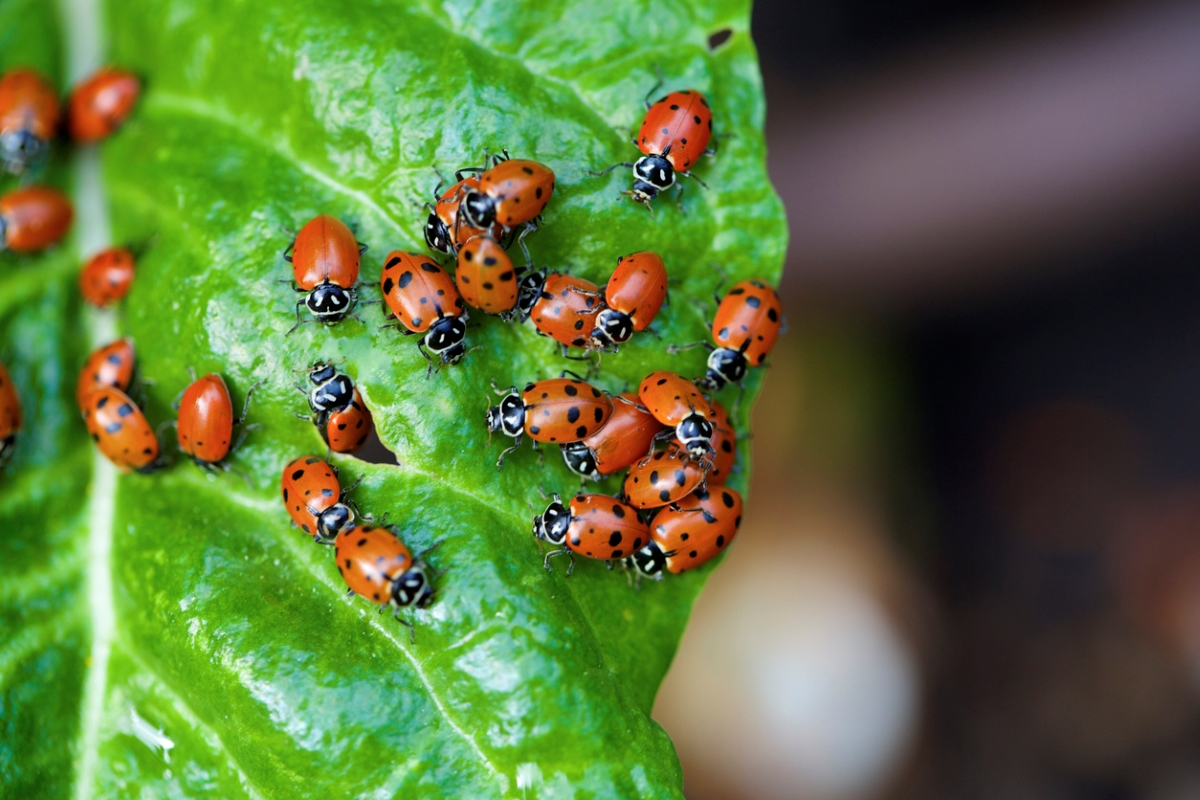 12 Ways to Predict the Weather by Watching Nature in Your Backyard - group of lady bugs