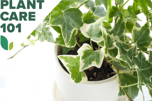 Ivy Plant Care 101: How to Grow Ivy Indoors - Bob Vila