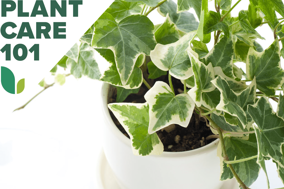ivy plant care 101 - how to grow ivy indoors