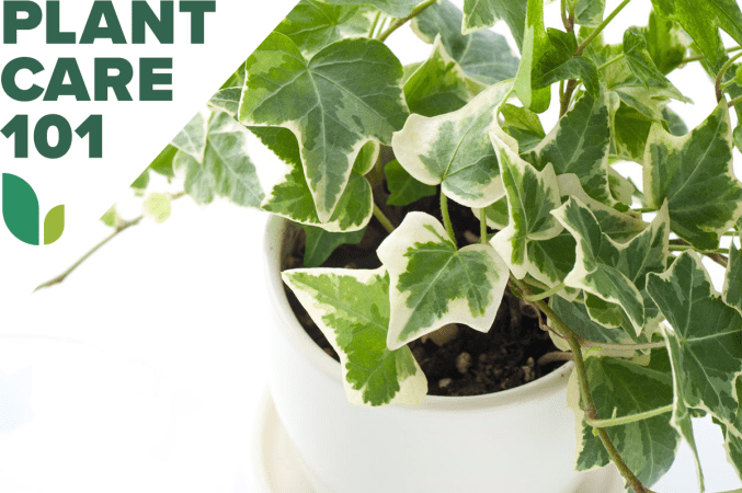 Follow This Guide to Ivy Plant Care to Grow Colorful, Contained Vines Indoors
