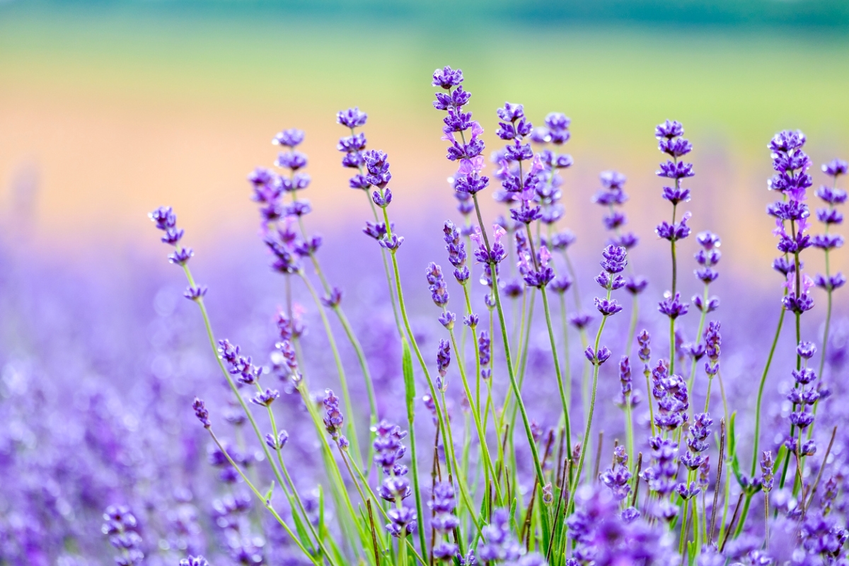 flowers that attract butterflies - lavender