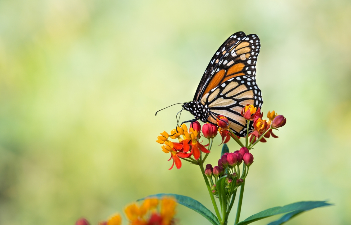 flowers that attract butterflies - butterfly on flower