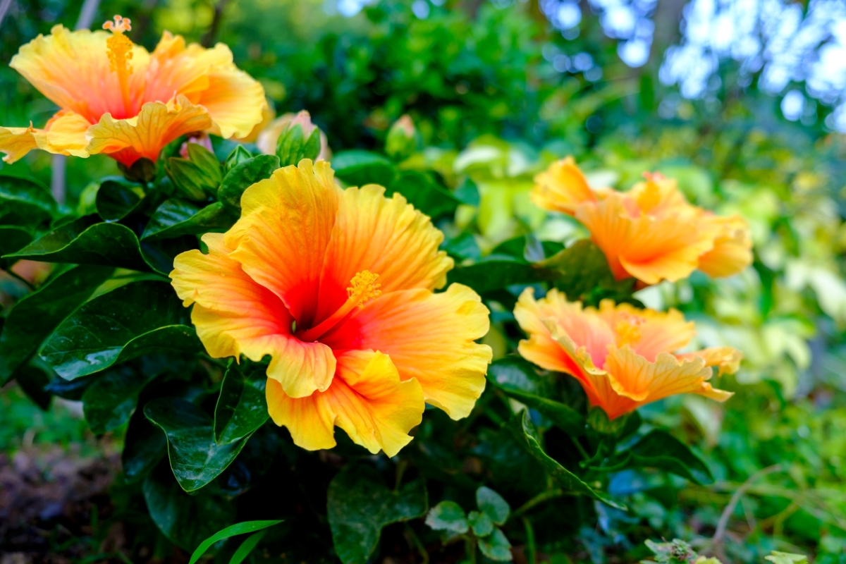 flowers that attract butterflies - hibiscus
