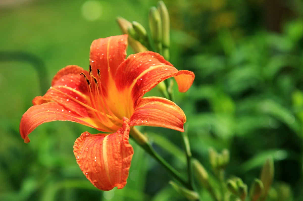 flowers that attract butterflies - daylily