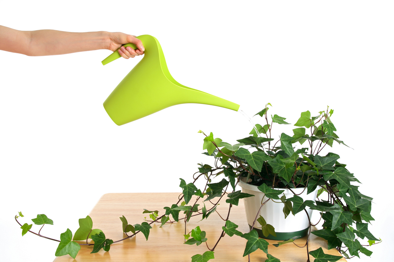 ivy plant care watering ivy plant