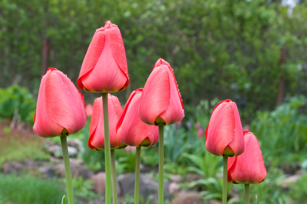 12 Ways to Predict the Weather by Watching Nature in Your Backyard - pink tulips