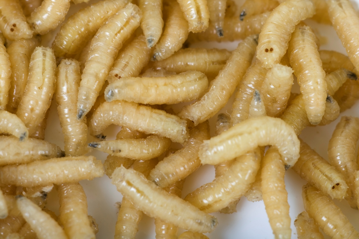 how to get rid of maggots - group of maggots