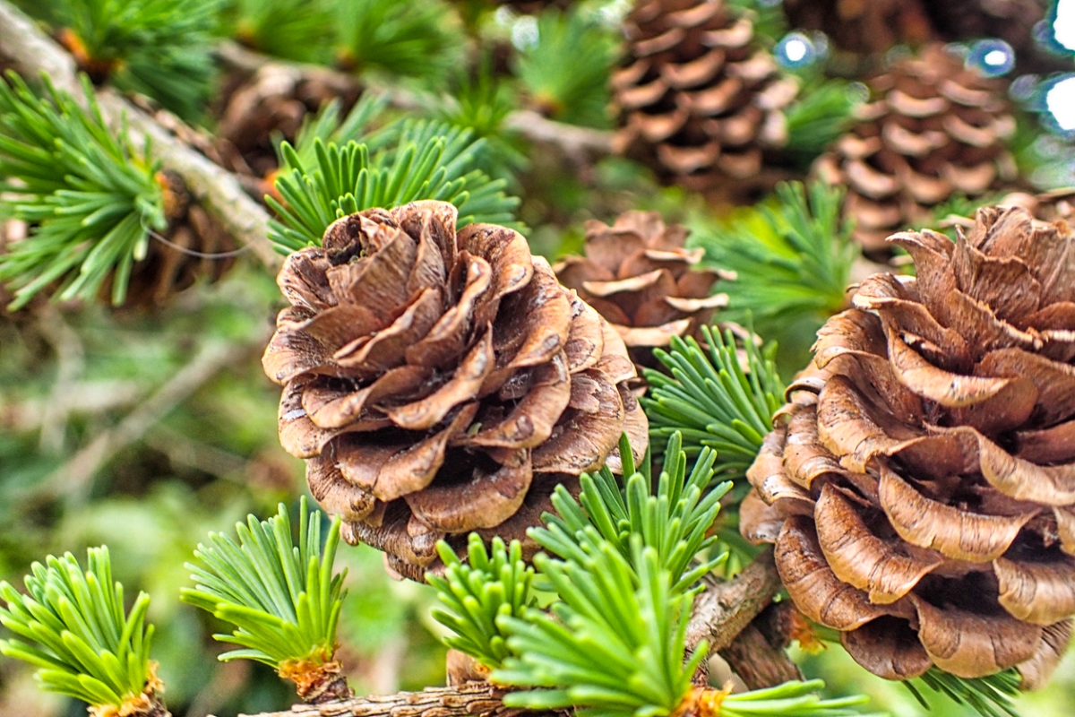 12 Ways to Predict the Weather by Watching Nature in Your Backyard - pinecones on tree