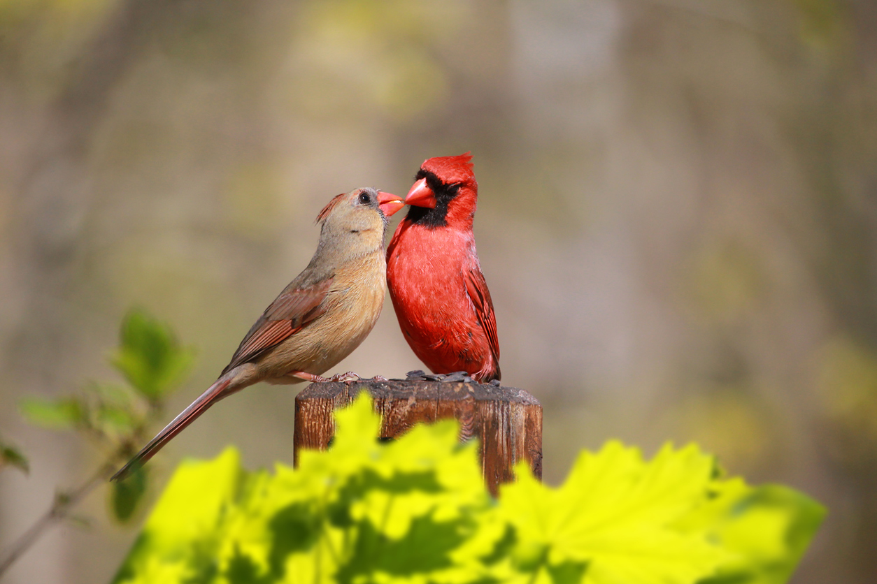 cardinals facts male and female cardinal feeing each other