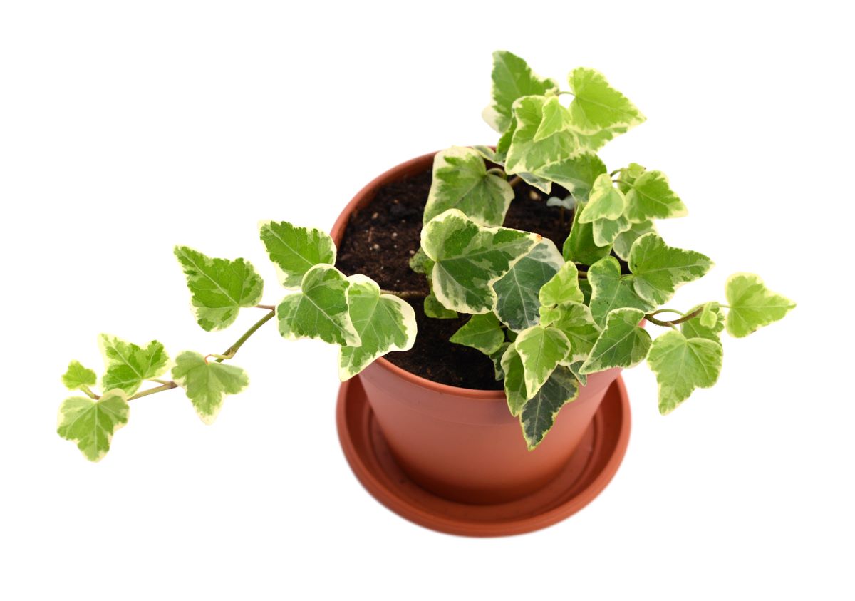 variegated plants - english ivy