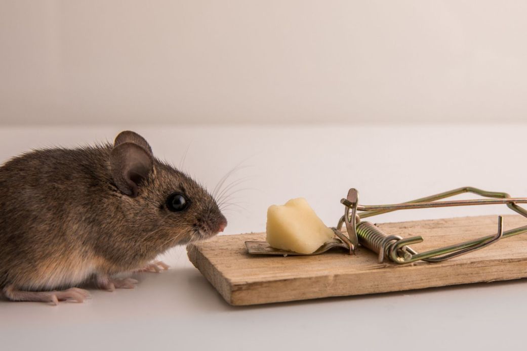How Much Does a Mice Exterminator Cost? (2023) Bob Vila