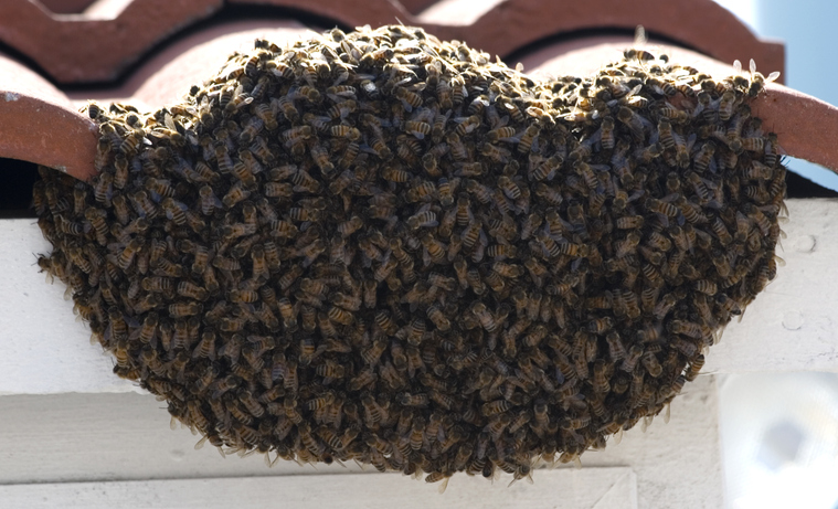 Predict the weather with nature bees swarm on tile roof
