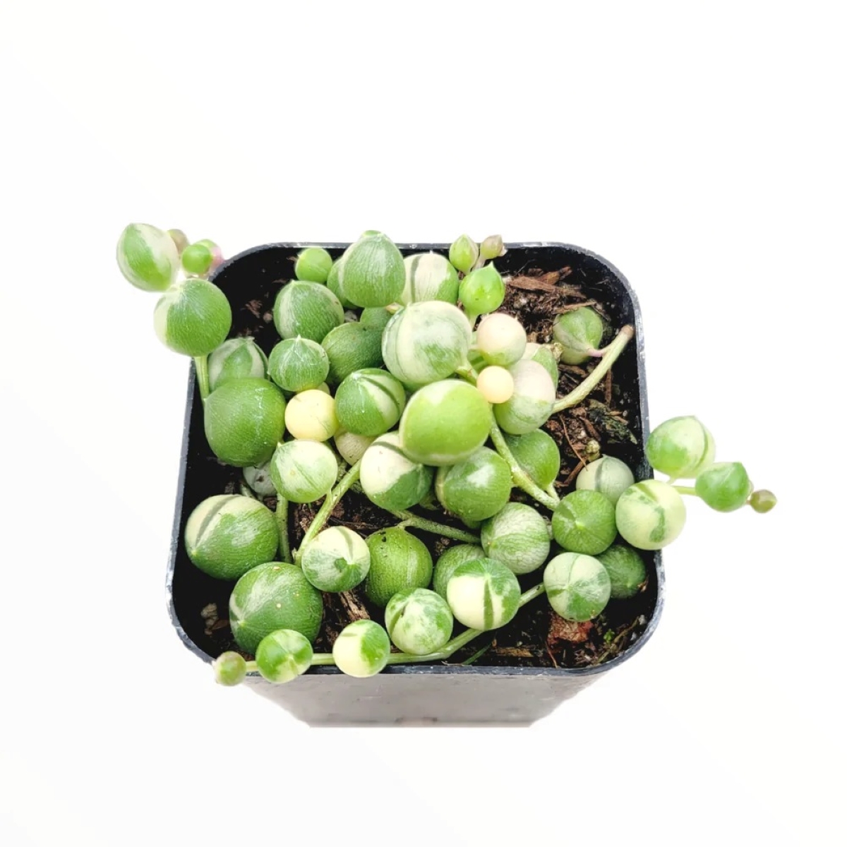 variegated plants - string of pearls
