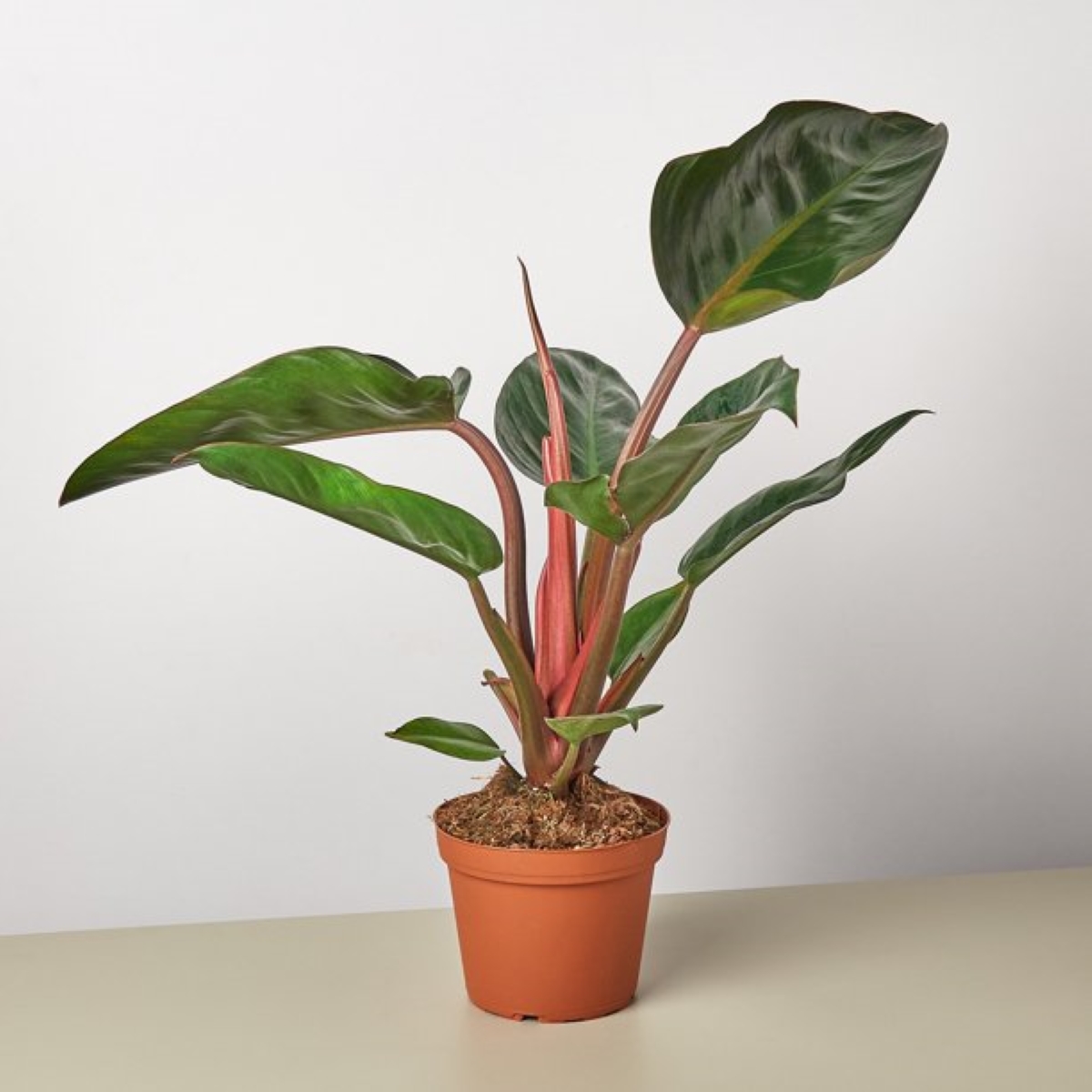 variegated plants - red congo philodendron
