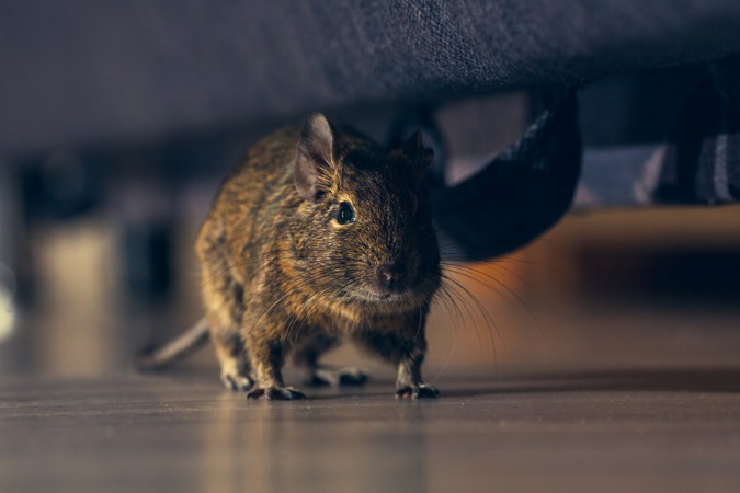 10 Telltale Signs of Mice to Never Ignore