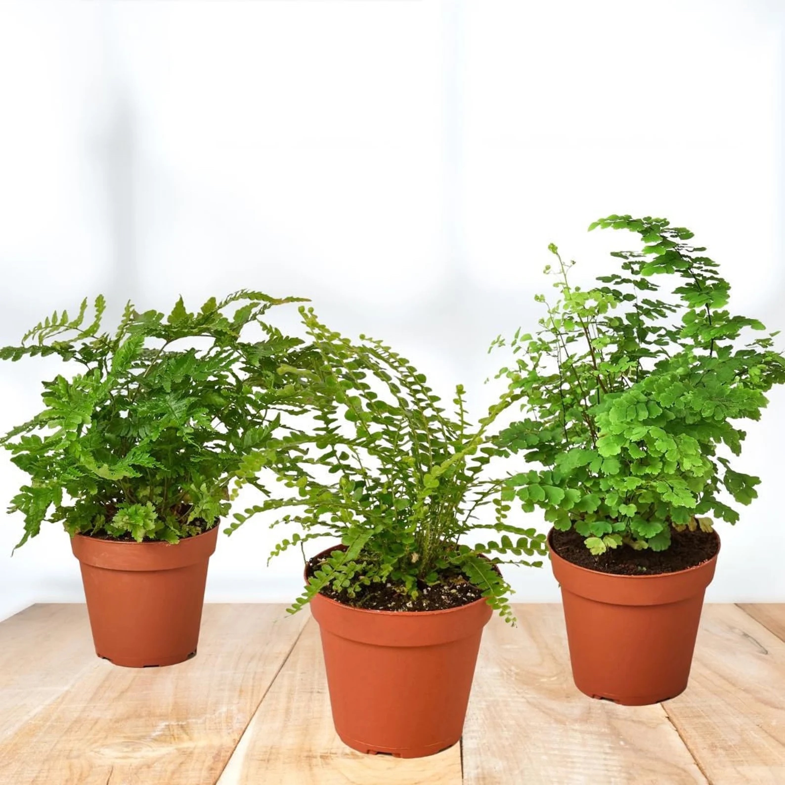 6 Indoor Plants That Don’t Need Drainage Bob Vila