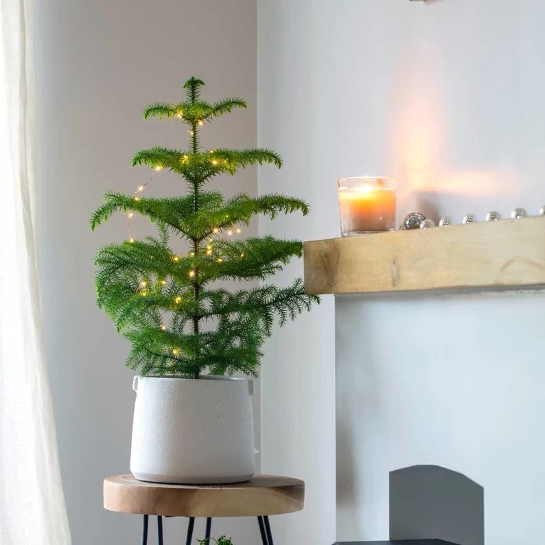 Etsy winter decor ideas norfolk pine tree