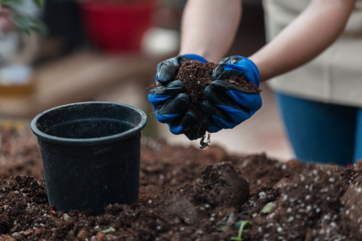 Gloved gardener holding a handful of potting mix over a black container