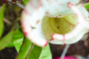 Pitcher Plant Care 101: How to Grow This Carnivorous Plant Indoors ...
