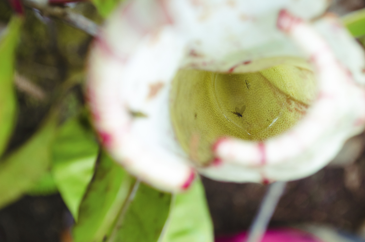 Top-down view of pitcher plant with a dead flying insect inside of one of its pitchers