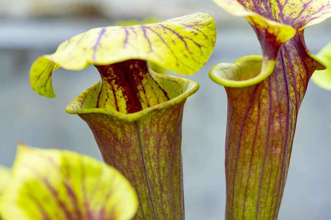 Closeup of green-and-red pitchers on a pitcher plant