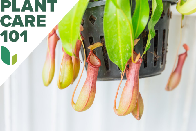 This Guide to Pitcher Plant Care Can Help Keep Bugs at Bay Naturally