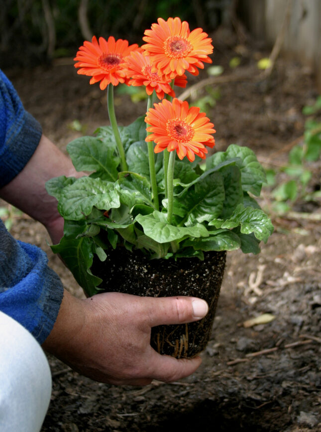 Gardener's hands planting unpotted orange gerbera daisies outdoors