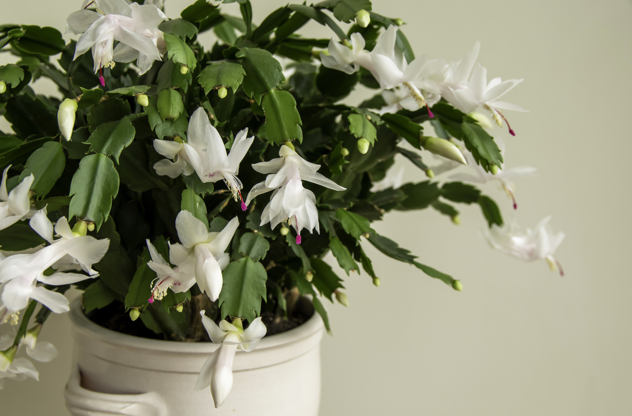 Closeup of a potted Thanksgiving cactus with white flowers