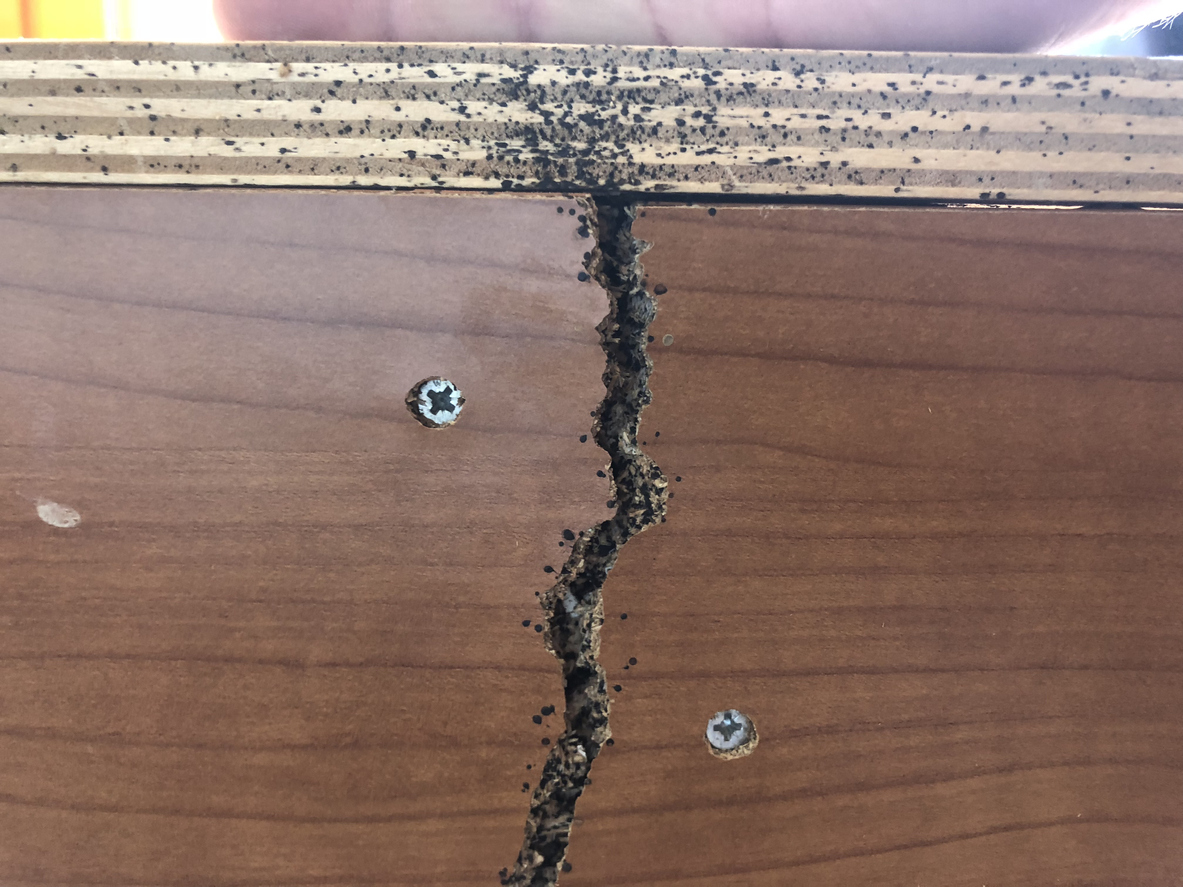 bugs that look like termites