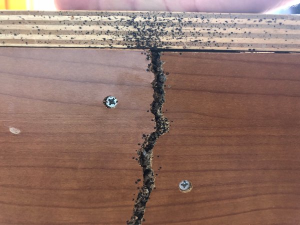 bugs that look like termites