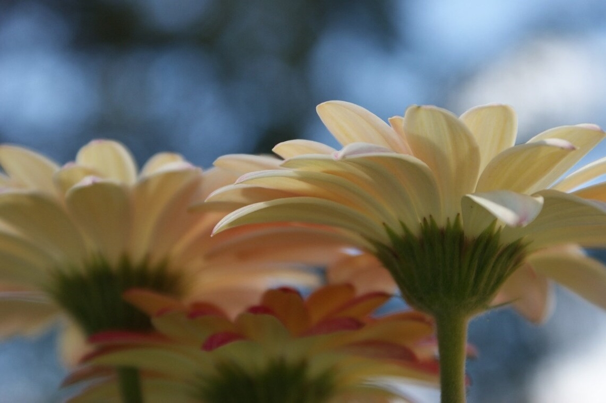 gerbera daisy care - flower stems
