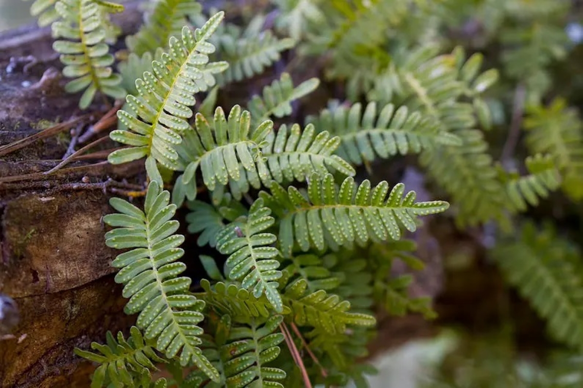 plants that grow in water - resurrection fern