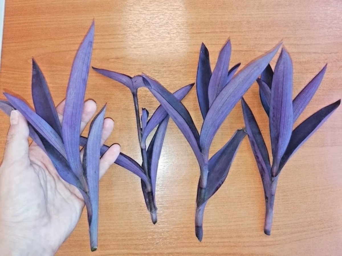 purple heart plant care - cuttings