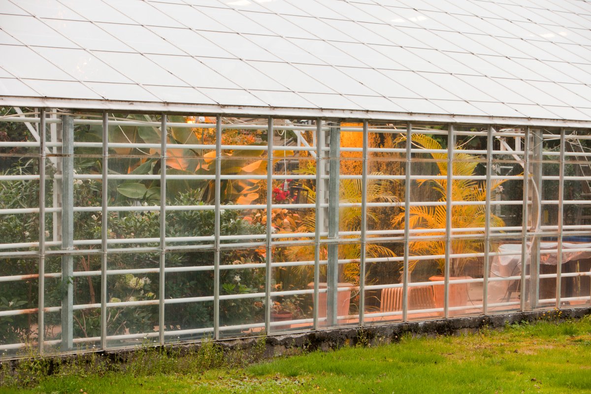 Greenhouse containing tropical plants is heated by geothermal heating.