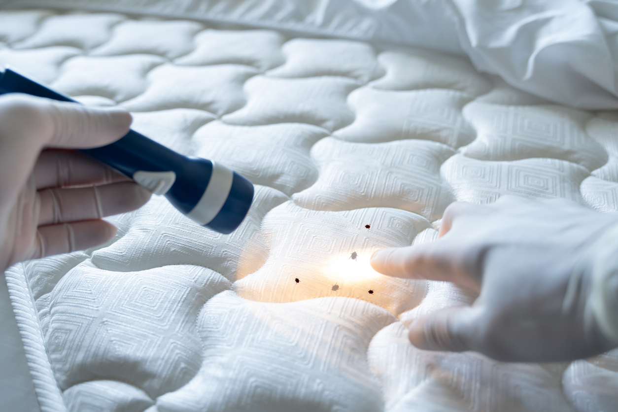 how to get rid of bed bugs in a mattress