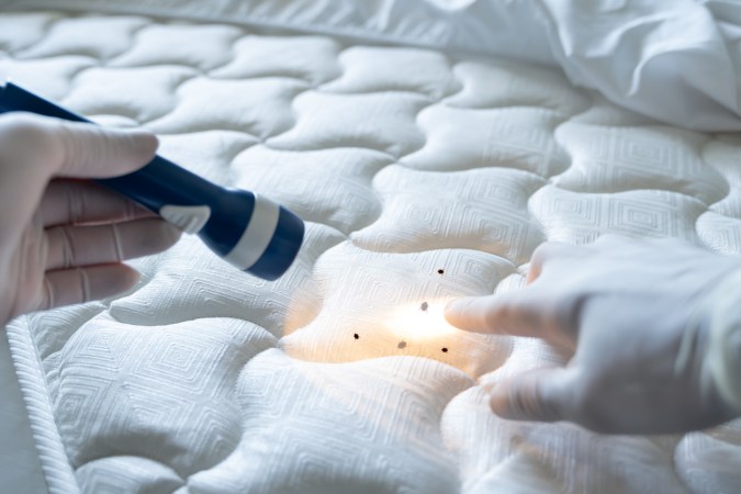 How to Get Rid of Bed Bugs in a Mattress in 5 Steps
