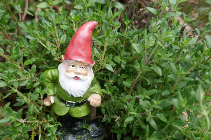 garden-gnomes-green-shirt-gnome-in-leaves
