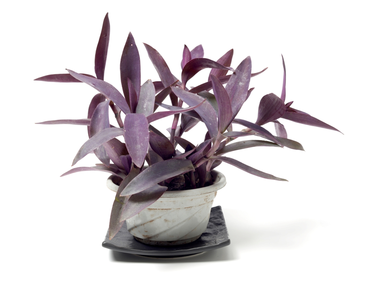 purple heart plant care - potted purple heart