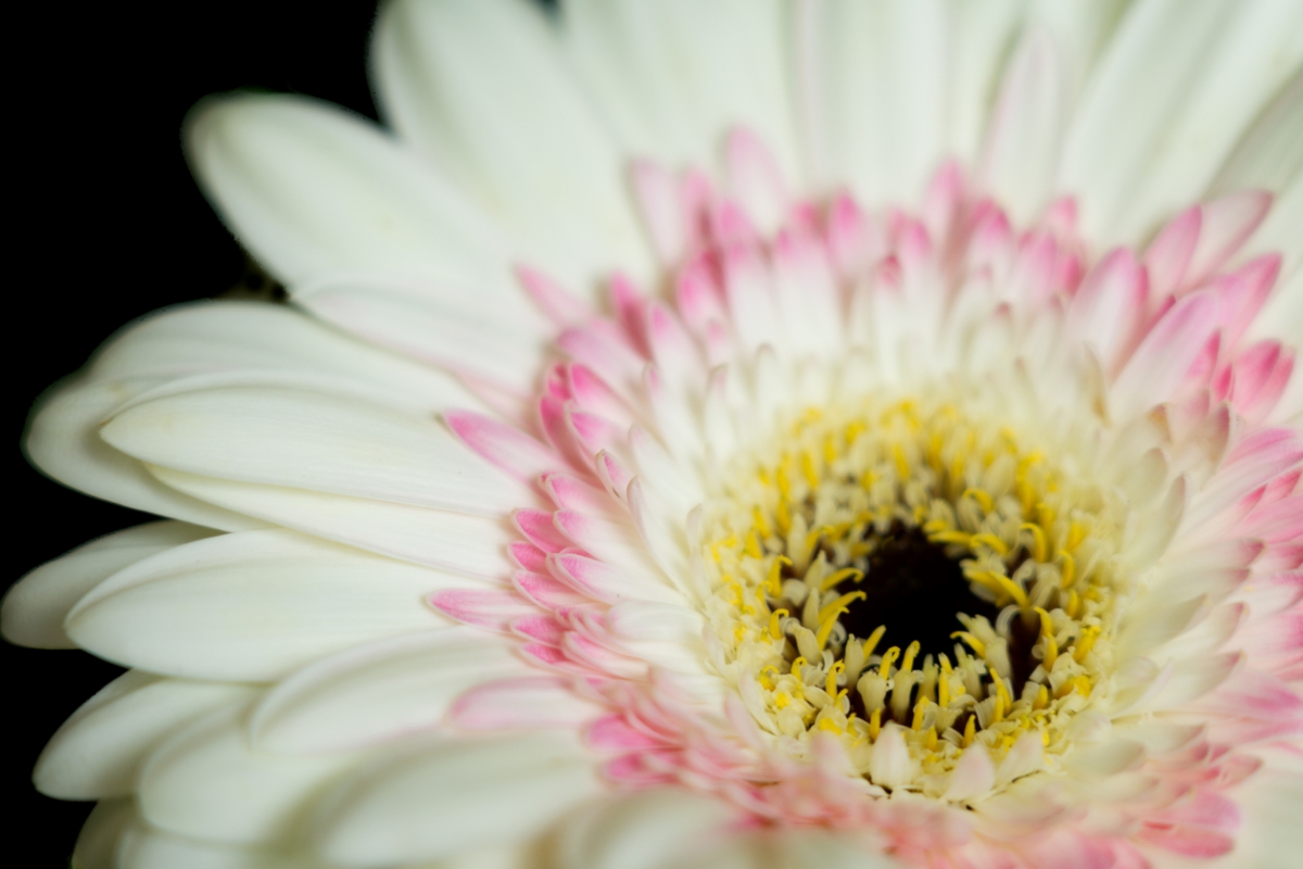 gerbera daisy care - gebera hybrida close up