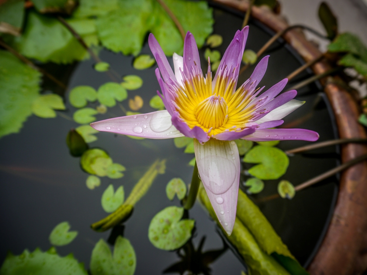 plants that grow in water - water lily in container